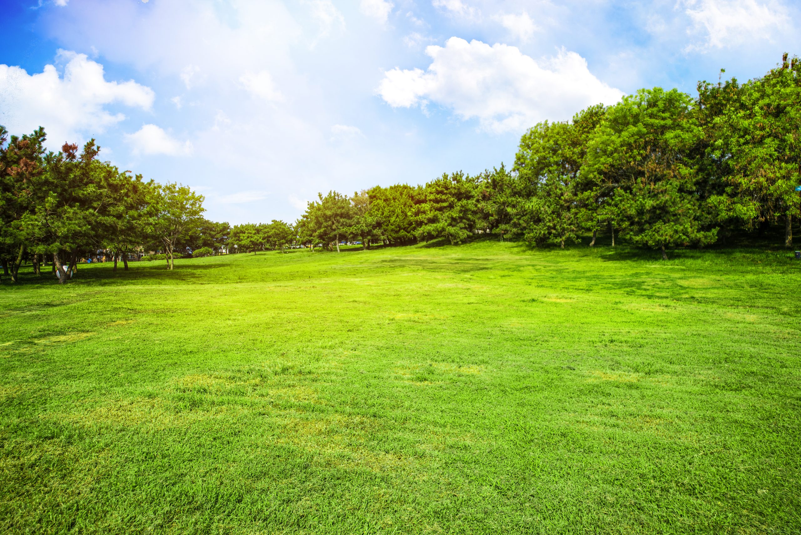 Paesaggio con pratura verde e alberi pieni di foglie verdi